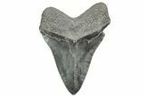 Serrated, Fossil Megalodon Tooth - South Carolina #365740-2